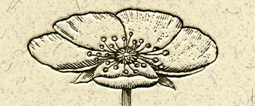 book cover detail